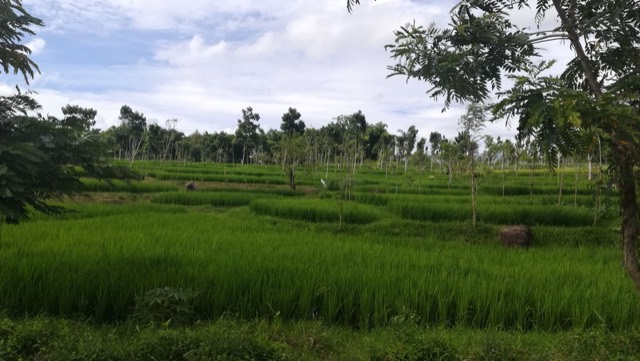 Some nice rice fields. Pics don't do it justice, West Nusa Tenggara, Indonesia