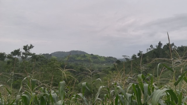 Corn field in the middle of no where, West Nusa Tenggara, Indonesia